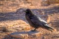 IMG_6532_3_4